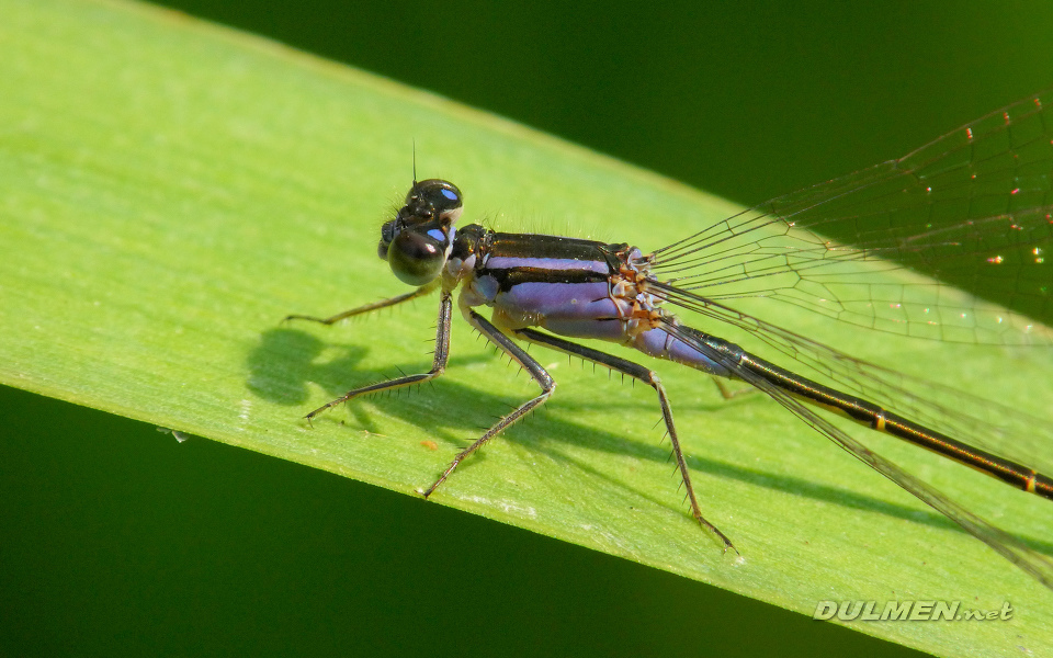 Common Bluetail (Female, Ischnura elegans)